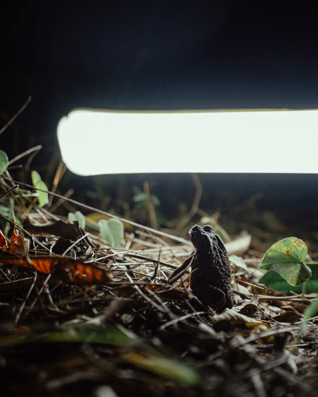 Glowmad Inflatable solar light shining on  frog at night